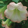 Angelska trobenta/Brugmansia