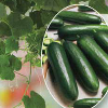 Balkonska kumara Ministar/Cucumis sativus KIEPENKERL PROFI-LINE