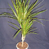 Dracena/Dracaena Marginata