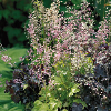 Hojhera Ruby Bells/Heuchera sanguinea KIEPENKERL, Profi-Line