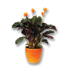 Kalateja/Calathea Crocata