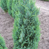 Lavsonova pacipresa/Chamaecyparis lawsoniana