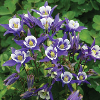 Orlica Winky Blue-White/Aquilegia x caerulea KIEPENKERL, Profi-Line