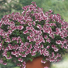 Pelargonija AngeleyesŽ/Pelargonium x crispum KIEPENKERL PROFI-LINE
