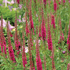 Veronika Red Fox/Veronica spicata KIEPENKERL, Profi-Line