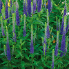 Veronika Royal Candles/Veronica peduncularis KIEPENKERL, Profi-Line